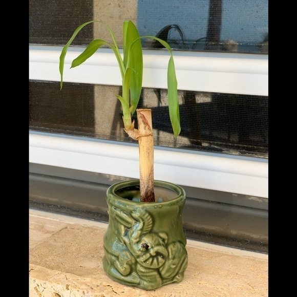 Ceramic Bamboo Pot - Picture 1 of 6